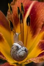 Snail on yellow flower Royalty Free Stock Photo