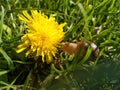 snail with yellow flower in the grass Royalty Free Stock Photo