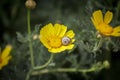 Snail on yellow flower Royalty Free Stock Photo