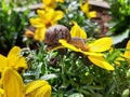 A snail on a yellow flower Royalty Free Stock Photo