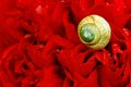 A snail with a yellow snail shell on a red peony Royalty Free Stock Photo