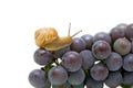 Snail on a young bunch of grapes