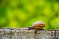 Snaile on the Concrete wall in macro close-up blurred background Royalty Free Stock Photo