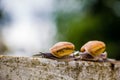 Snaile on the Concrete wall in macro close-up blurred background Royalty Free Stock Photo