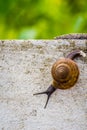 Snaile on the Concrete wall in macro close-up blurred background Royalty Free Stock Photo