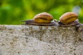 Snaile on the Concrete wall in macro close-up blurred background Royalty Free Stock Photo