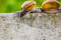 Snaile on the Concrete wall in macro close-up blurred background Royalty Free Stock Photo