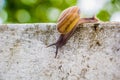 Snaile on the Concrete wall in macro close-up blurred background Royalty Free Stock Photo