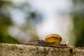 Snaile on the Concrete wall in macro close-up blurred background Royalty Free Stock Photo