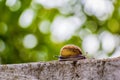 Snaile on the Concrete wall in macro close-up blurred background Royalty Free Stock Photo