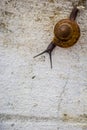Snaile on the Concrete wall in macro close-up blurred background Royalty Free Stock Photo