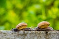 Snaile on the Concrete wall in macro close-up blurred background Royalty Free Stock Photo