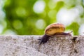 Snaile on the Concrete wall in macro close-up blurred background Royalty Free Stock Photo