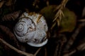 Snailhouse in open nature
