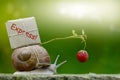 Snailmail, snail with package on the snail shell Royalty Free Stock Photo