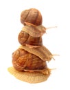 Snails Royalty Free Stock Photo