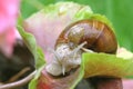 Snails Royalty Free Stock Photo