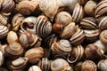 Snails Royalty Free Stock Photo