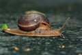 Snails Royalty Free Stock Photo