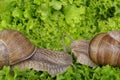 Snails