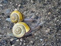 Snails Royalty Free Stock Photo