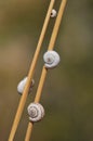 Snails Royalty Free Stock Photo