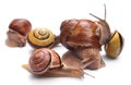 Snails Royalty Free Stock Photo