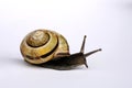 Snails