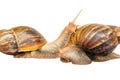 Snails Achatina giant isolated Royalty Free Stock Photo