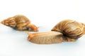 Snails Achatina giant Royalty Free Stock Photo