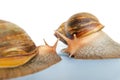 Snails Achatina giant Royalty Free Stock Photo