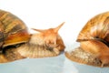 Snails Achatina giant Royalty Free Stock Photo