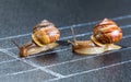 Snails on the athletic track Royalty Free Stock Photo