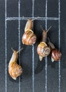 Snails on the athletic track Royalty Free Stock Photo