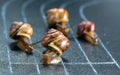 Snails on the athletic track Royalty Free Stock Photo