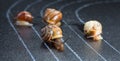 Snails on the athletic track Royalty Free Stock Photo