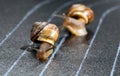 Snails on the athletic track Royalty Free Stock Photo