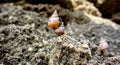 Snails attached with rocky surface Royalty Free Stock Photo