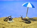 snails on the beach. photo session on the seashore. conceptual macro photo