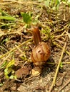 Snails Bekicot, Achatina fulica, African giant snail, Archachatina marginata in with natural background Royalty Free Stock Photo