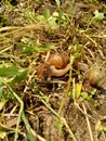 Snails Bekicot, Achatina fulica, African giant snail, Archachatina marginata in with natural background Royalty Free Stock Photo