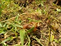 Snails Bekicot, Achatina fulica, African giant snail, Archachatina marginata in with natural background Royalty Free Stock Photo