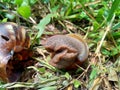 Snails Bekicot, Achatina fulica, African giant snail, Archachatina marginata in with natural background Royalty Free Stock Photo