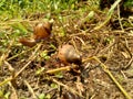 Snails Bekicot, Achatina fulica, African giant snail, Archachatina marginata in with natural background Royalty Free Stock Photo