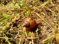 Snails Bekicot, Achatina fulica, African giant snail, Archachatina marginata in with natural background Royalty Free Stock Photo