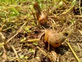 Snails Bekicot, Achatina fulica, African giant snail, Archachatina marginata in with natural background Royalty Free Stock Photo