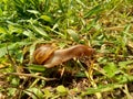Snails Bekicot, Achatina fulica, African giant snail, Archachatina marginata in with natural background