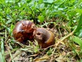 Snails Bekicot, Achatina fulica, African giant snail, Archachatina marginata in with natural background Royalty Free Stock Photo