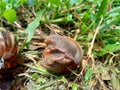 Snails Bekicot, Achatina fulica, African giant snail, Archachatina marginata in with natural background Royalty Free Stock Photo