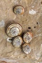 Snails on calcareous rock